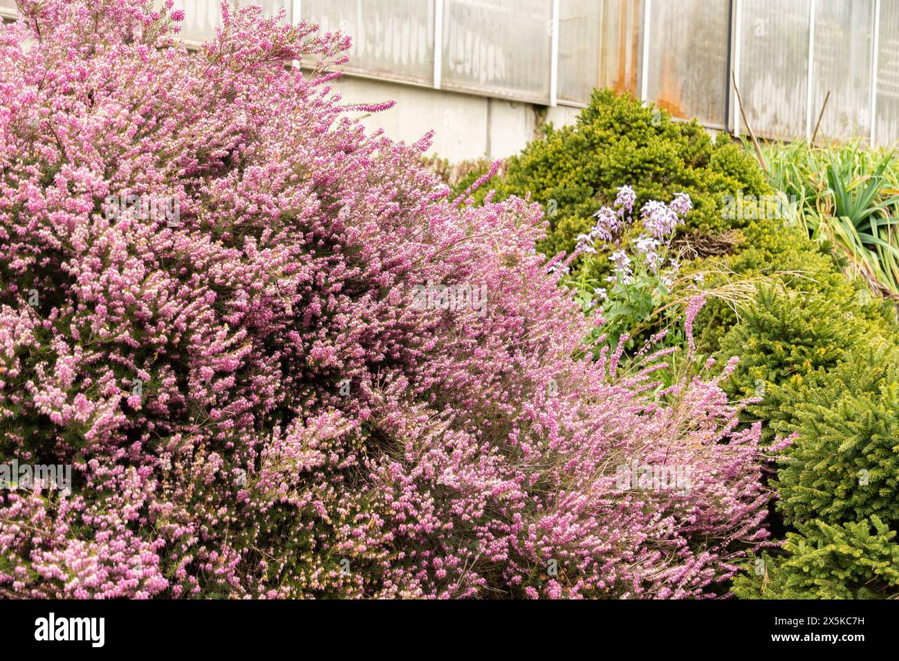 Saint Gallen, Svizzera, 7 aprile 2024 Erica X Darleyensis o darley dale Heath Plant presso il giardino botanico Foto Stock