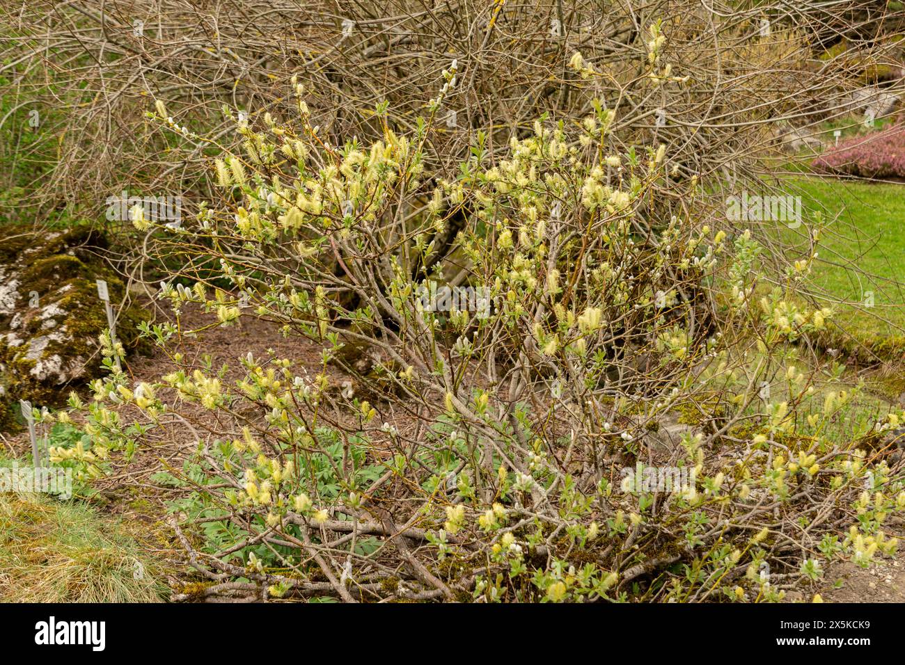 San Gallo, Svizzera, 7 aprile 2024 Salix hastata o pianta di salice alabardo nel giardino botanico Foto Stock