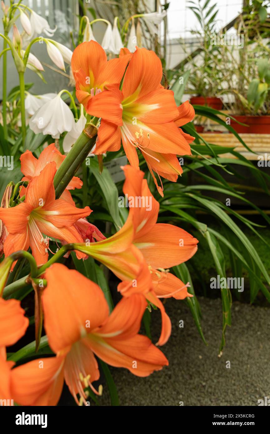 San Gallo, Svizzera, 7 aprile 2024 fiore di Hippeastrum Blossfeldiae all'orto botanico Foto Stock