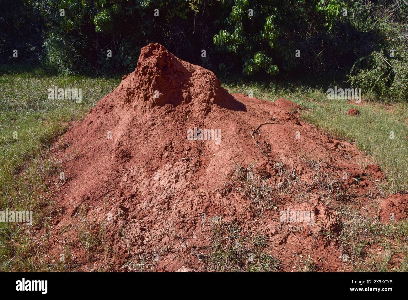 Un grande tumulo di termiti in una riserva naturale nello Zimbabwe, aprile 2024. Credito: Vuk Valcic/Alamy Foto Stock