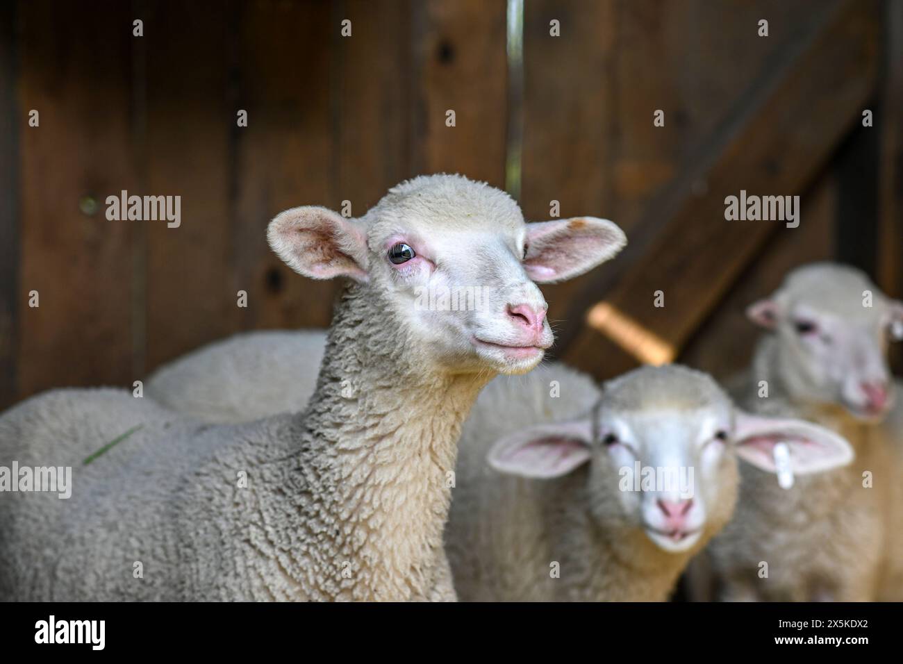 ritratto di un piccolo agnello bianco. Foto Stock