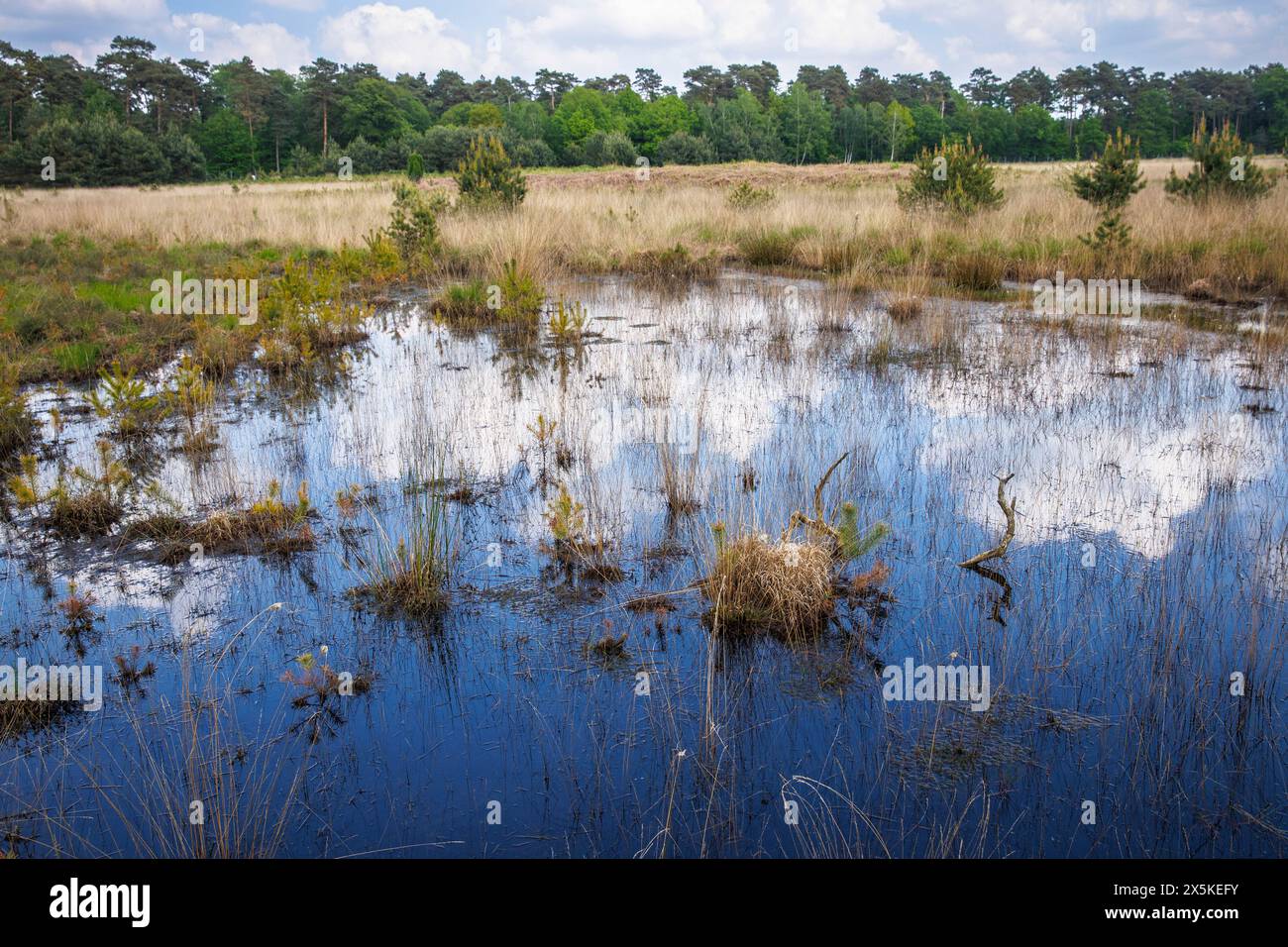 La palude di Grosses Veen nella riserva naturale della foresta di Diersfordt tra Hamminkeln e Wesel, il Parco naturale di Hohe Mark, la regione del Westmuensterland, a nord Foto Stock