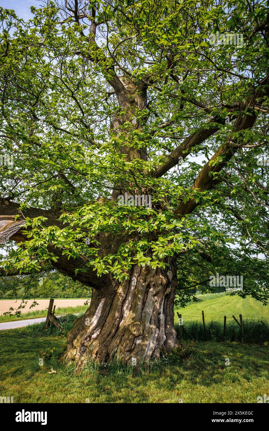 Castagno dolce di 300 anni con una circonferenza tronco di oltre 7 metri ad Hamminkeln, vicino a Wesel, monumento naturale, Parco naturale Hohe Mark, Westmue Foto Stock