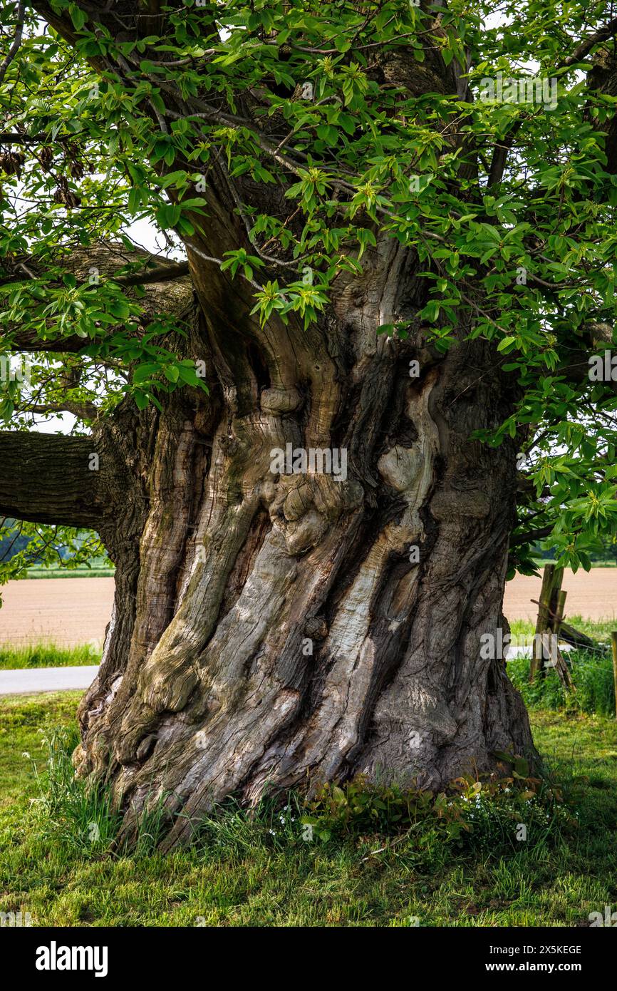 Castagno dolce di 300 anni con una circonferenza tronco di oltre 7 metri ad Hamminkeln, vicino a Wesel, monumento naturale, Parco naturale Hohe Mark, Westmue Foto Stock