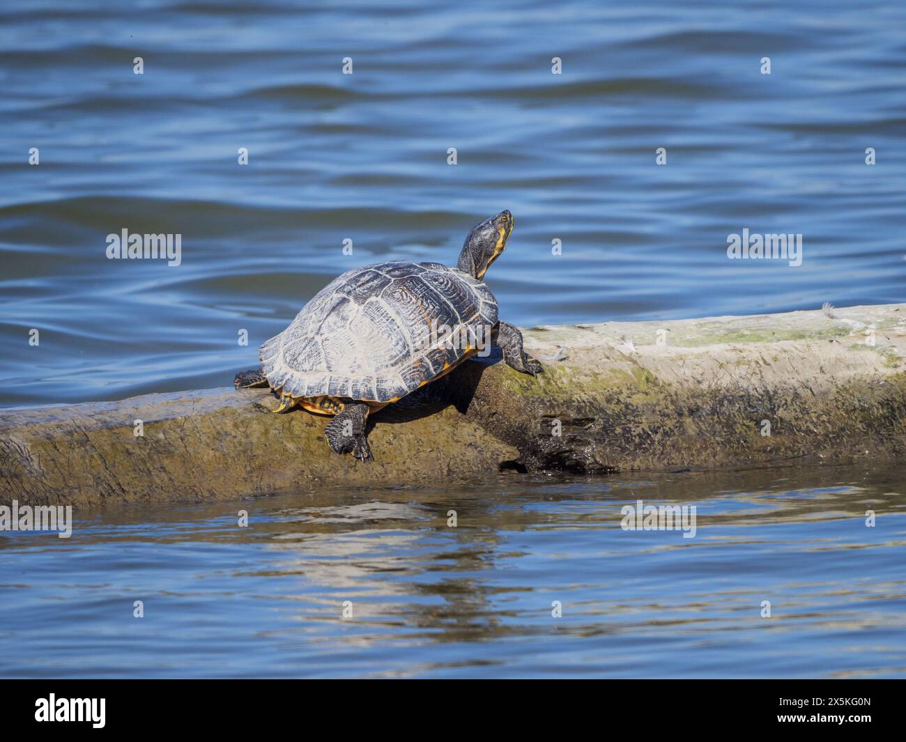 Specie di tartaruga invasiva cursore panciuto r - Trachemys scripta scripta crogiolandosi su un tronco nel Danubio vicino a Bratislava Foto Stock