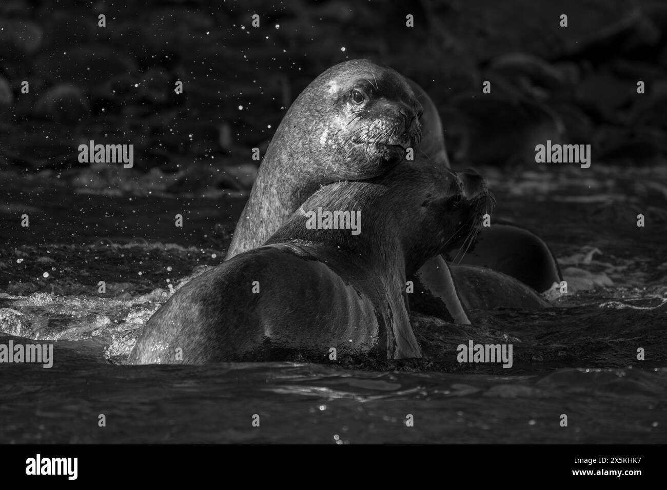 I leoni marini mono sudamericani giocano a combattere Foto Stock
