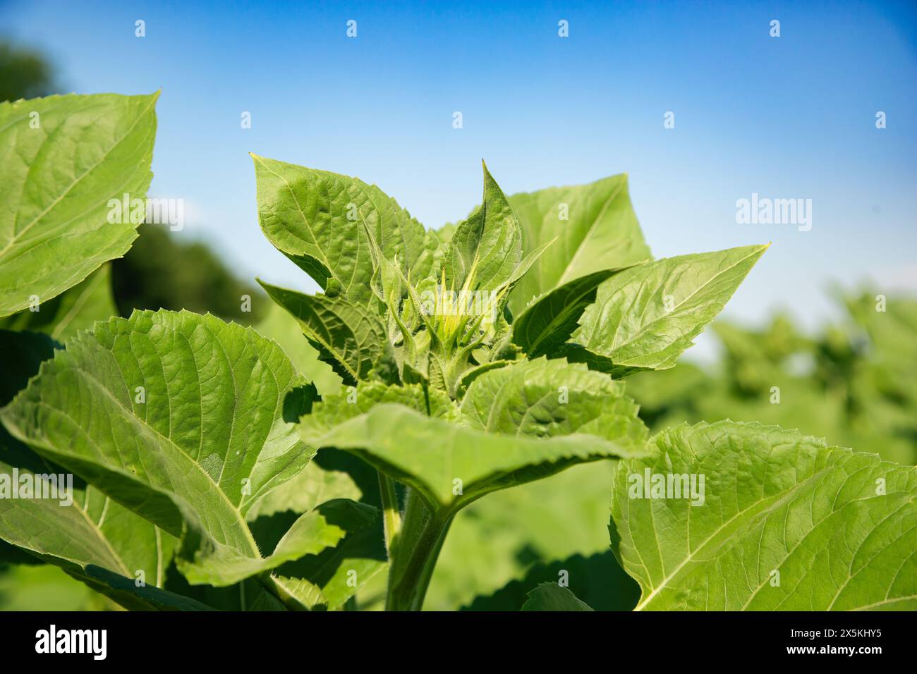 Foglie di girasole verdi contro il cielo azzurro. Concetto di sfondo naturale per la progettazione e la stampa. Vivace pianta verde di girasole con gemme giovani, in crescita Foto Stock