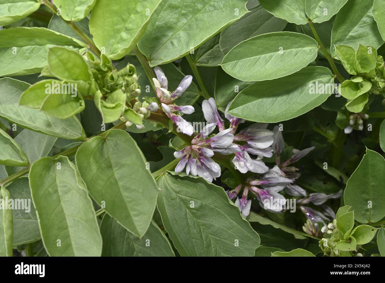 Fiori su piante di fave che crescono in giardino prima che i fagioli abbiano iniziato a svilupparsi Foto Stock