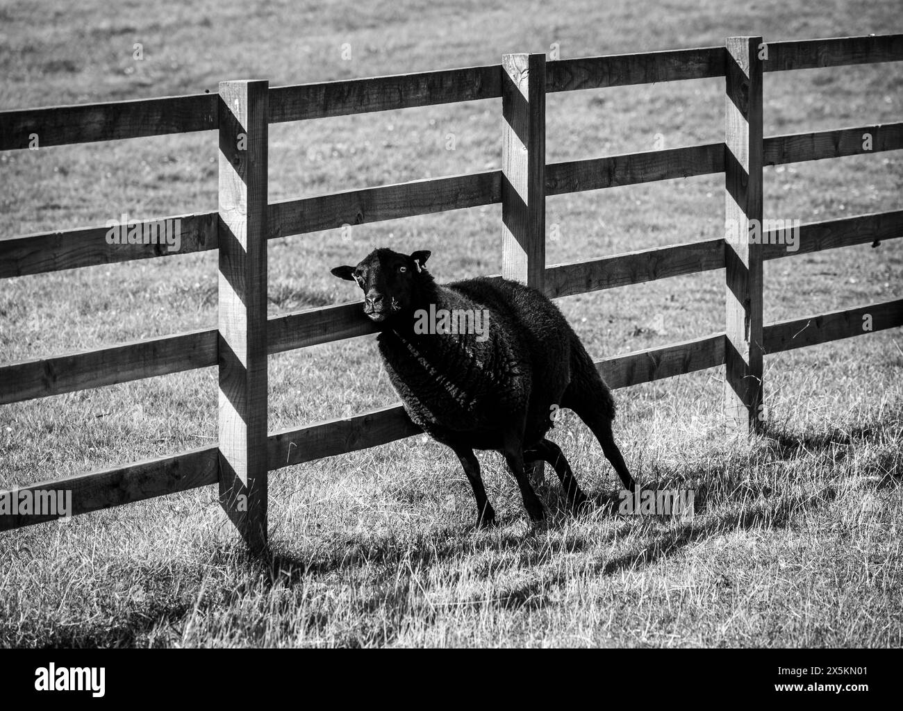 Pecora nera prurita che sfrega la schiena sul recinto in bianco e nero Foto Stock