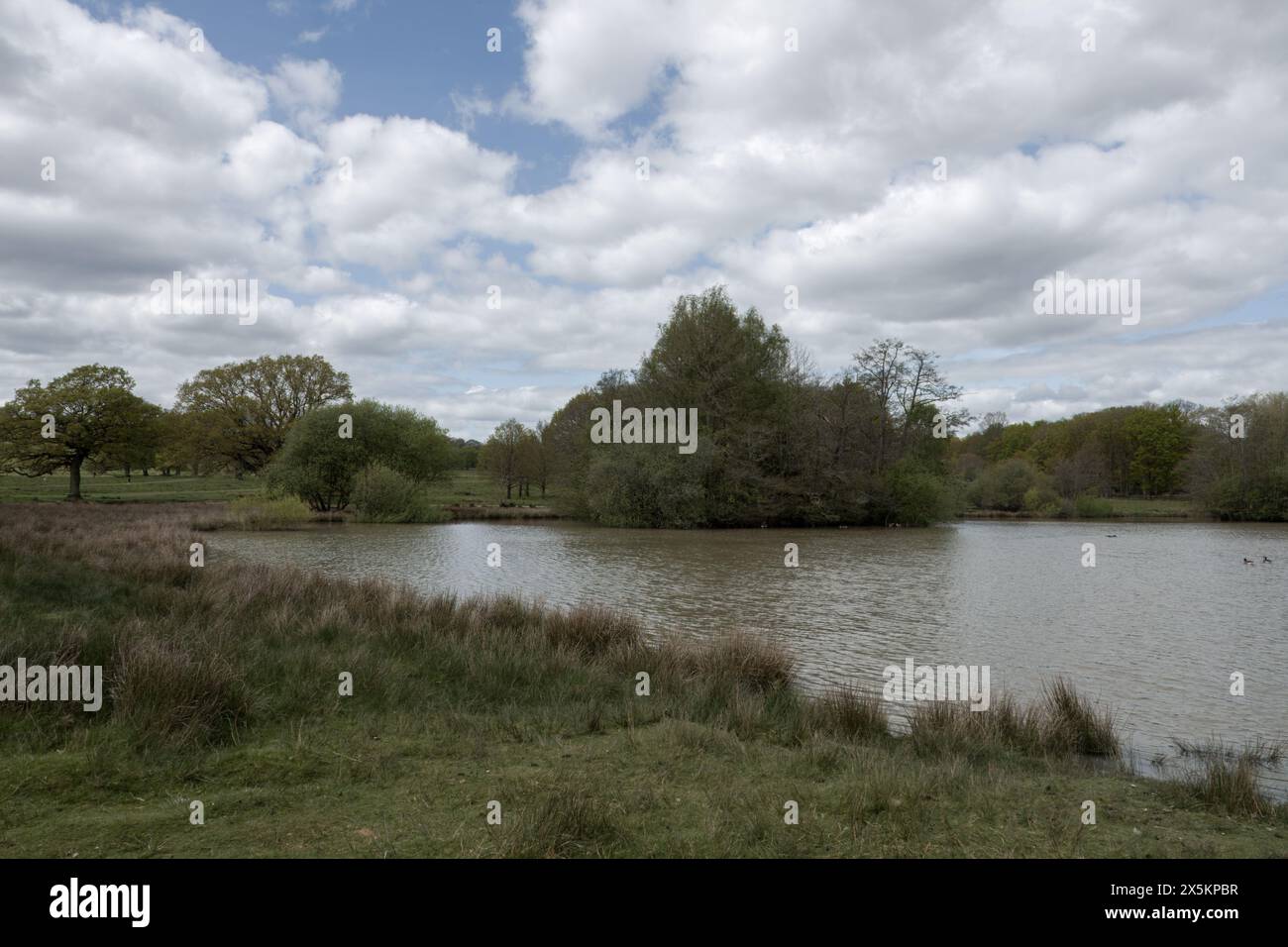 Vista del lago a Petworth Park West Sussex, Inghilterra Foto Stock