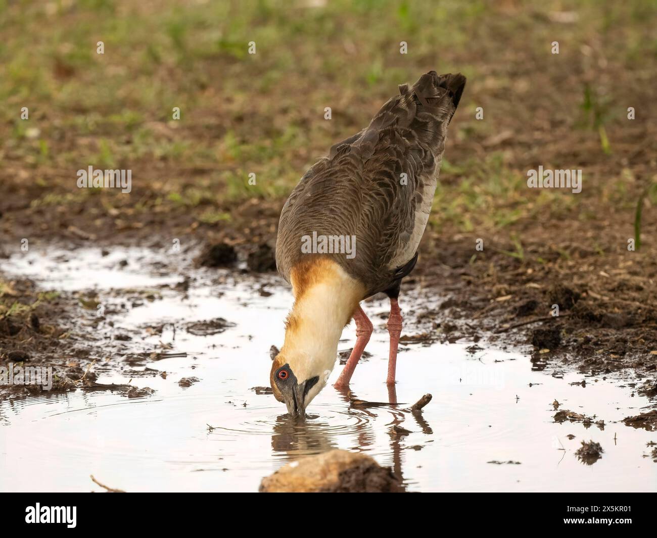 Ibis con collo a collo nudo, Theristicus caudatus, AKA Ibis con gola bianca, caccia, Pantanal, Brasile, Sud America Foto Stock