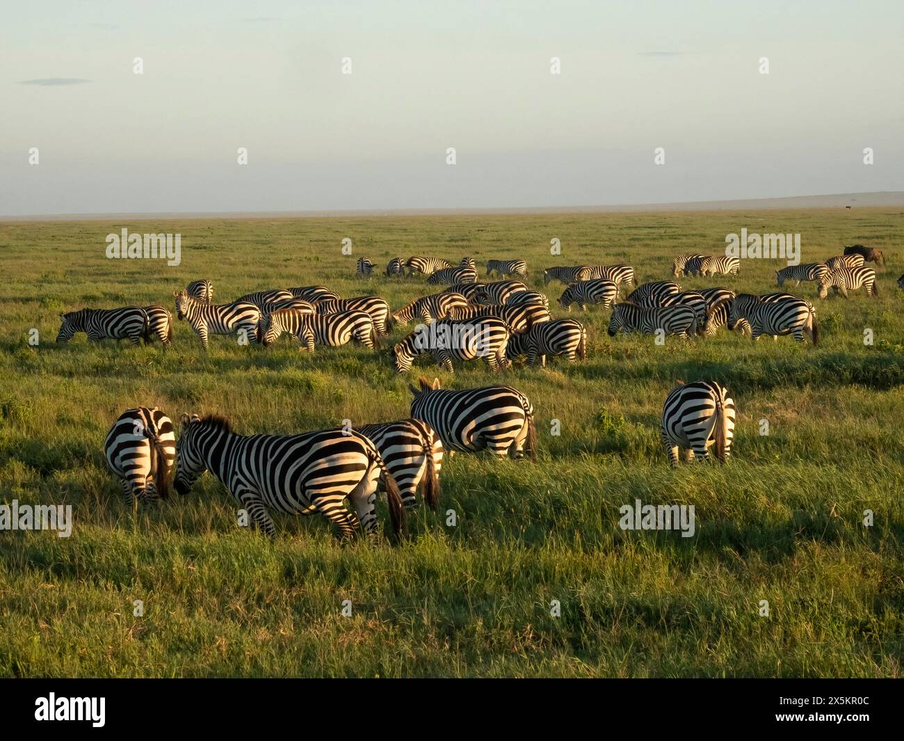 Zebra comune, Equus burchellii, Herd, seronera, Parco nazionale del Serengeti, Tanzania, Africa Foto Stock