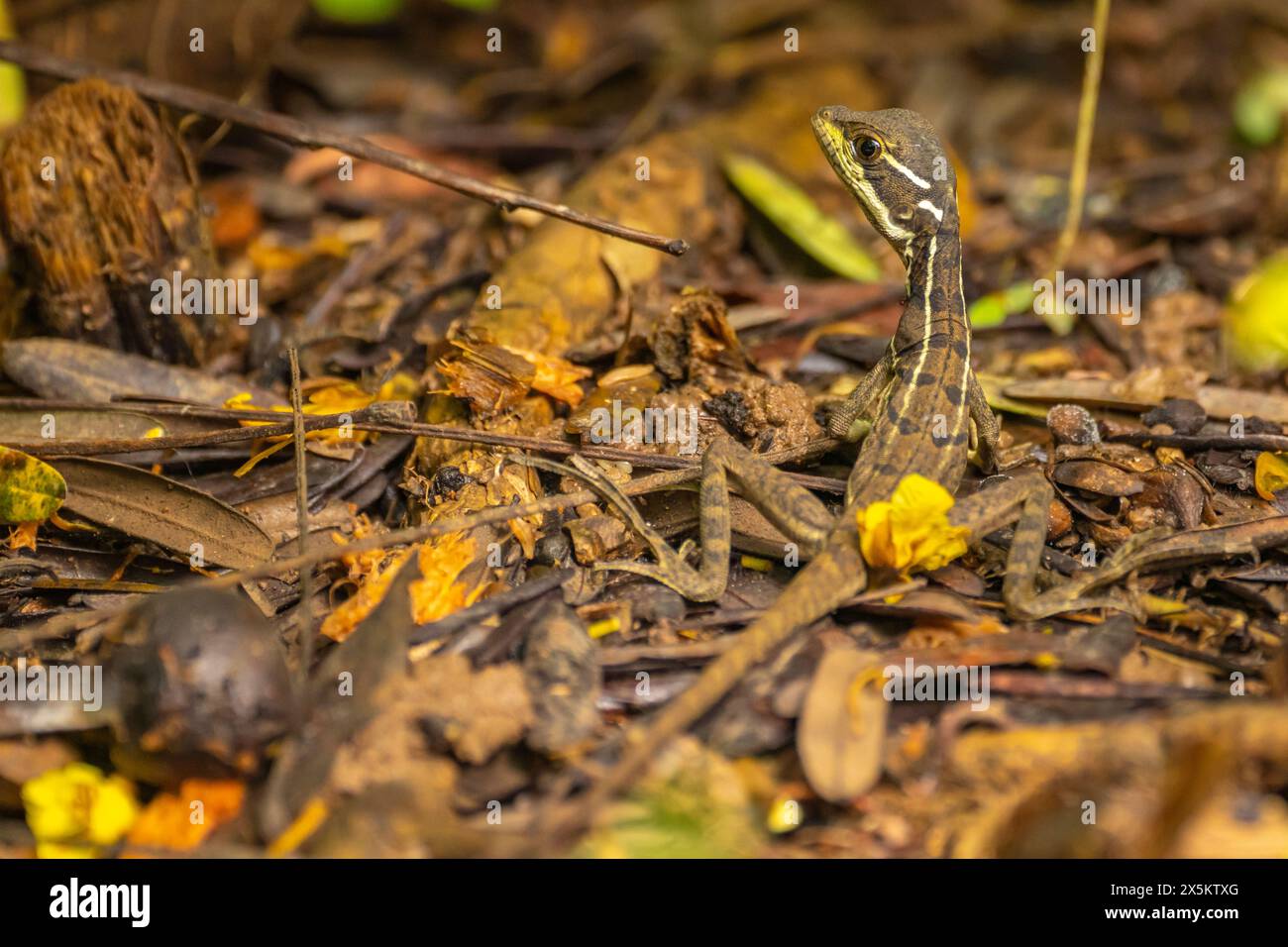 Costa Rica, Parque Nacional Carara. Giovane lucertola comune da basilisco. Foto Stock