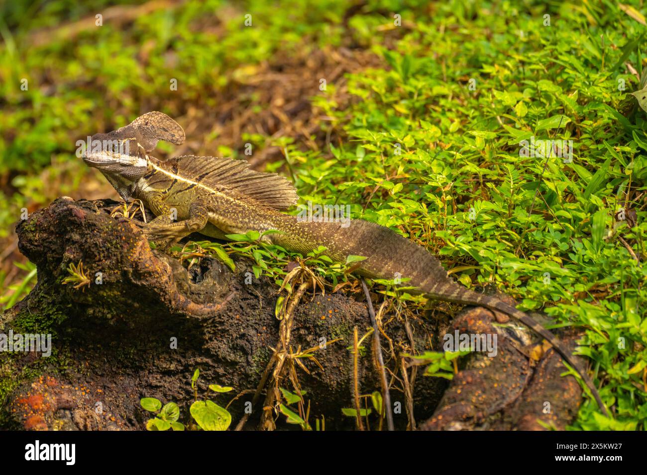 Costa Rica, Parque Nacional Carara. Primo piano di lucertola basilisco comune maschile. Foto Stock