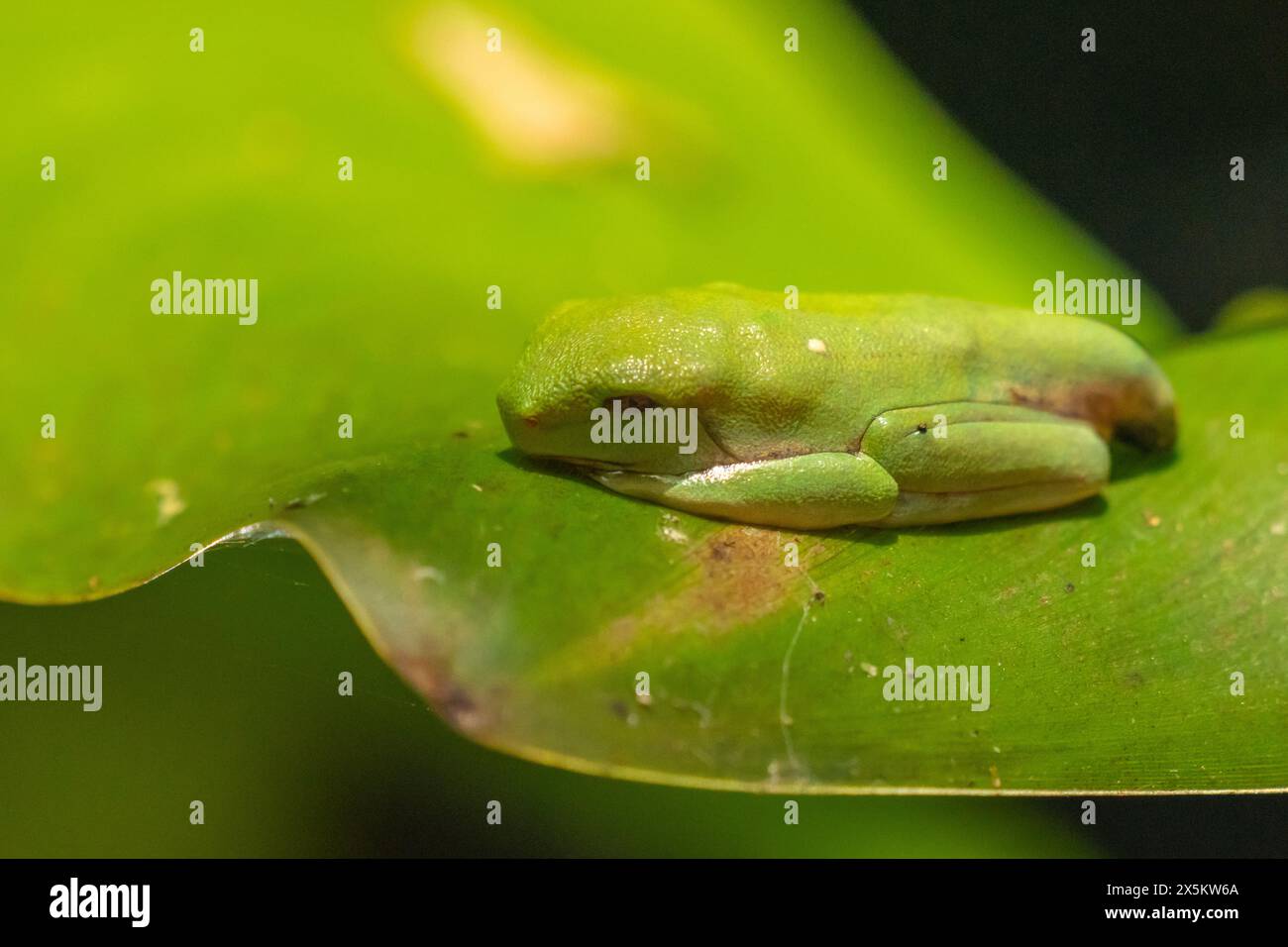 Costa Rica, Parque Nacional Carara. Rana verde sulla foglia. Foto Stock