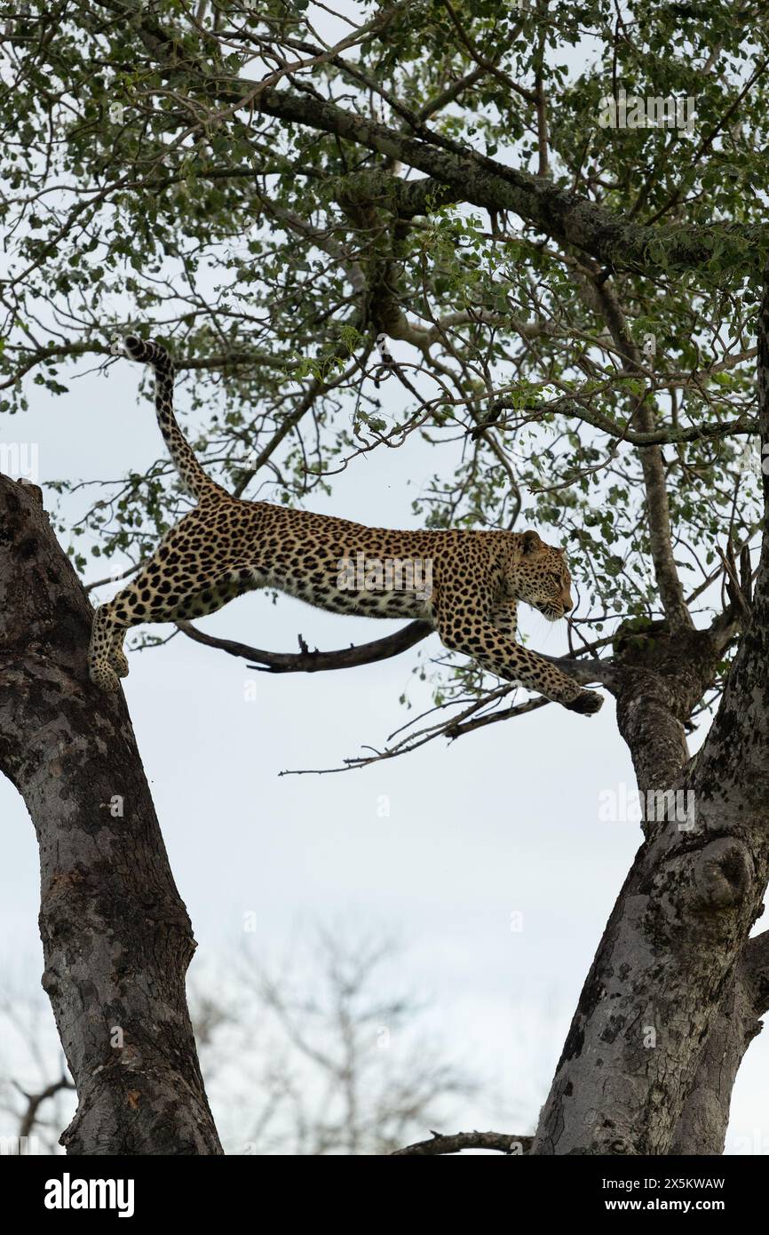 Un leopardo femminile, Panthera pardus, salta da un albero. Foto Stock