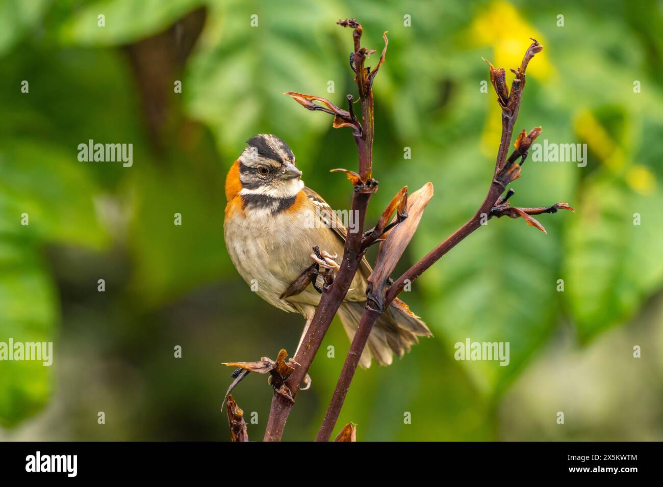 Costa Rica, Cordillera de Talamanca. Primo piano del passero con colletto ruvido. Foto Stock