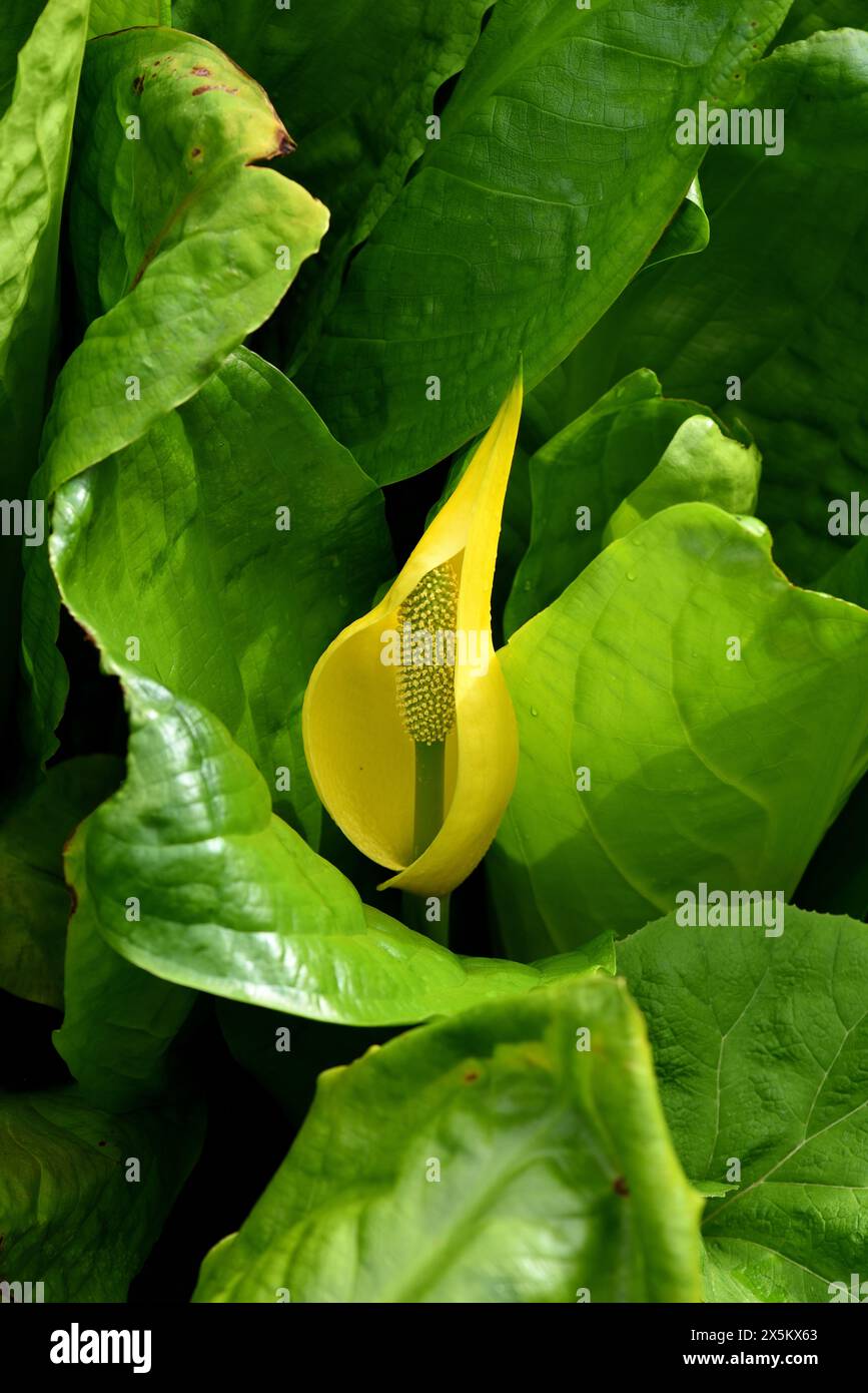 Un cavolo Skunk giallo in fiore. Foto Stock