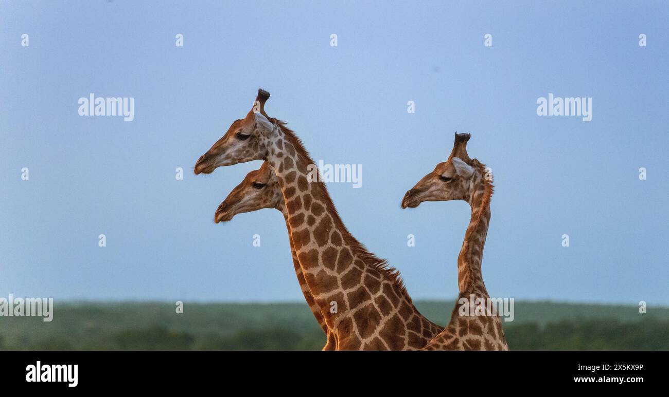 Un trio di giraffe, Giraffa, in piedi insieme, profilo laterale. Foto Stock
