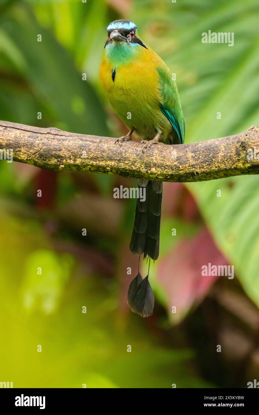 Costa Rica, Tuis Valley. La lezione e' il primo piano dell'uccello motmot. Foto Stock