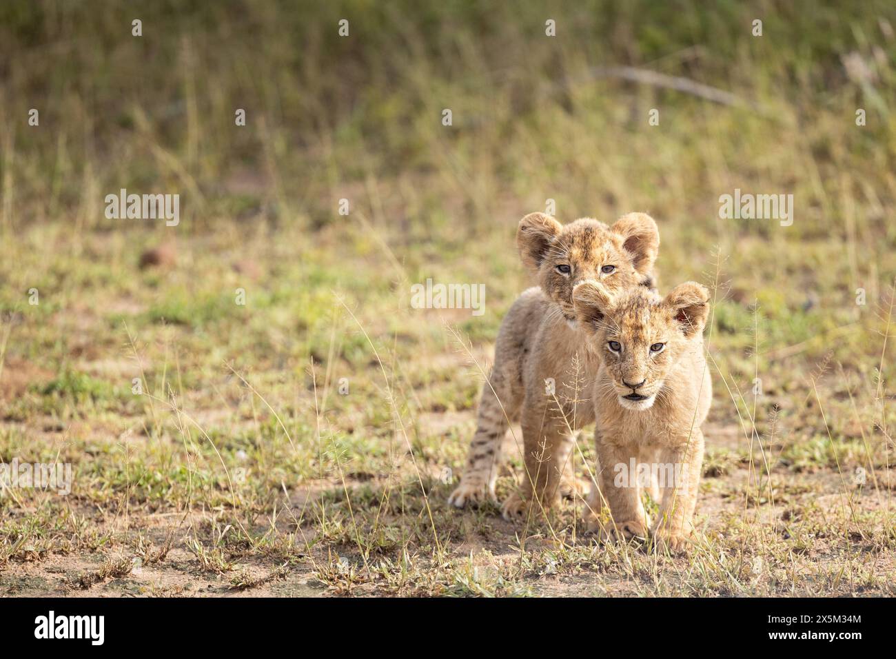 Due cuccioli di leone, Panthera leo, in piedi fianco a fianco, attenti, carini Foto Stock