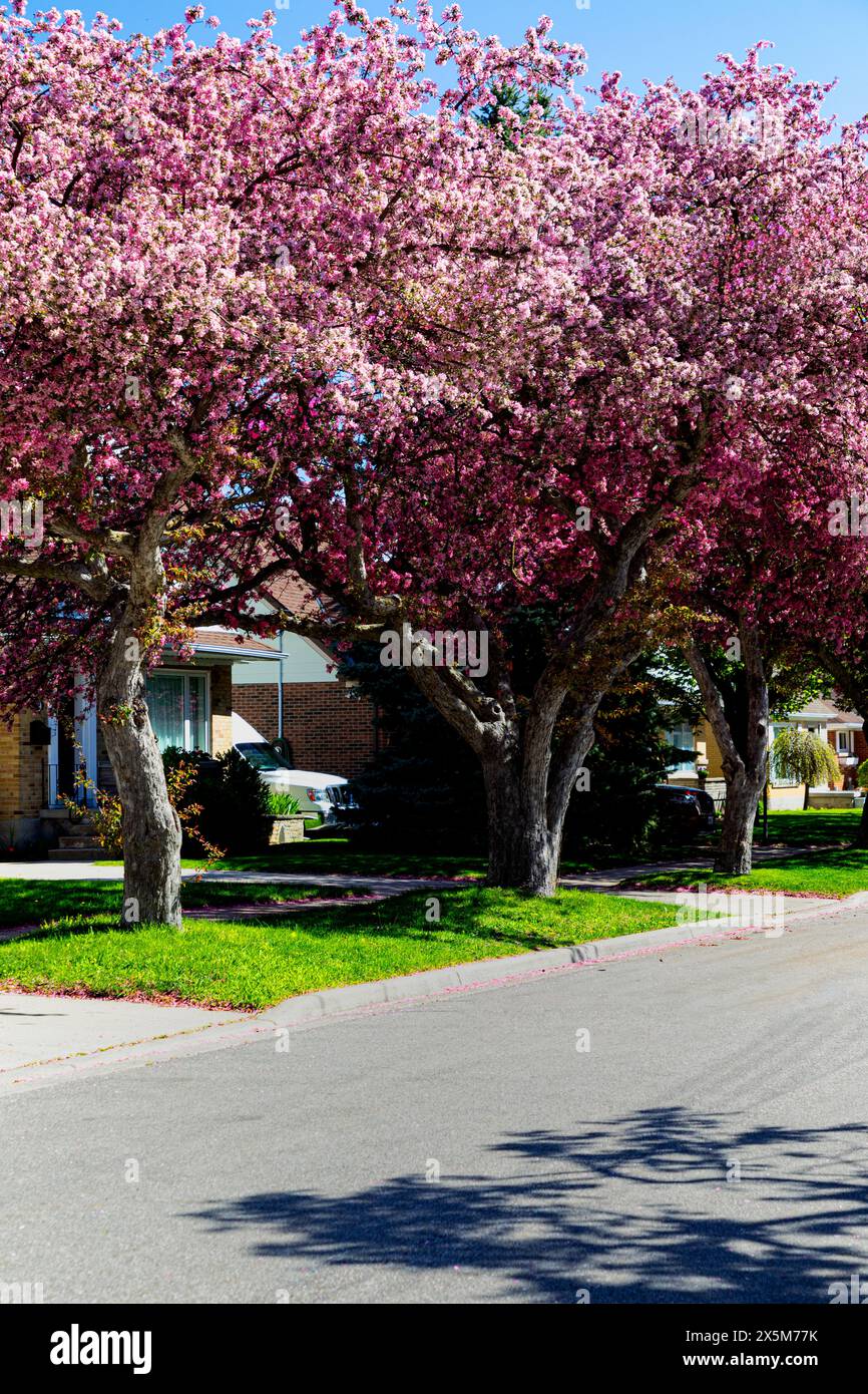 Strada con alberi di mele Grab in piena fioritura. Kitchener, Ontario, Canada Foto Stock