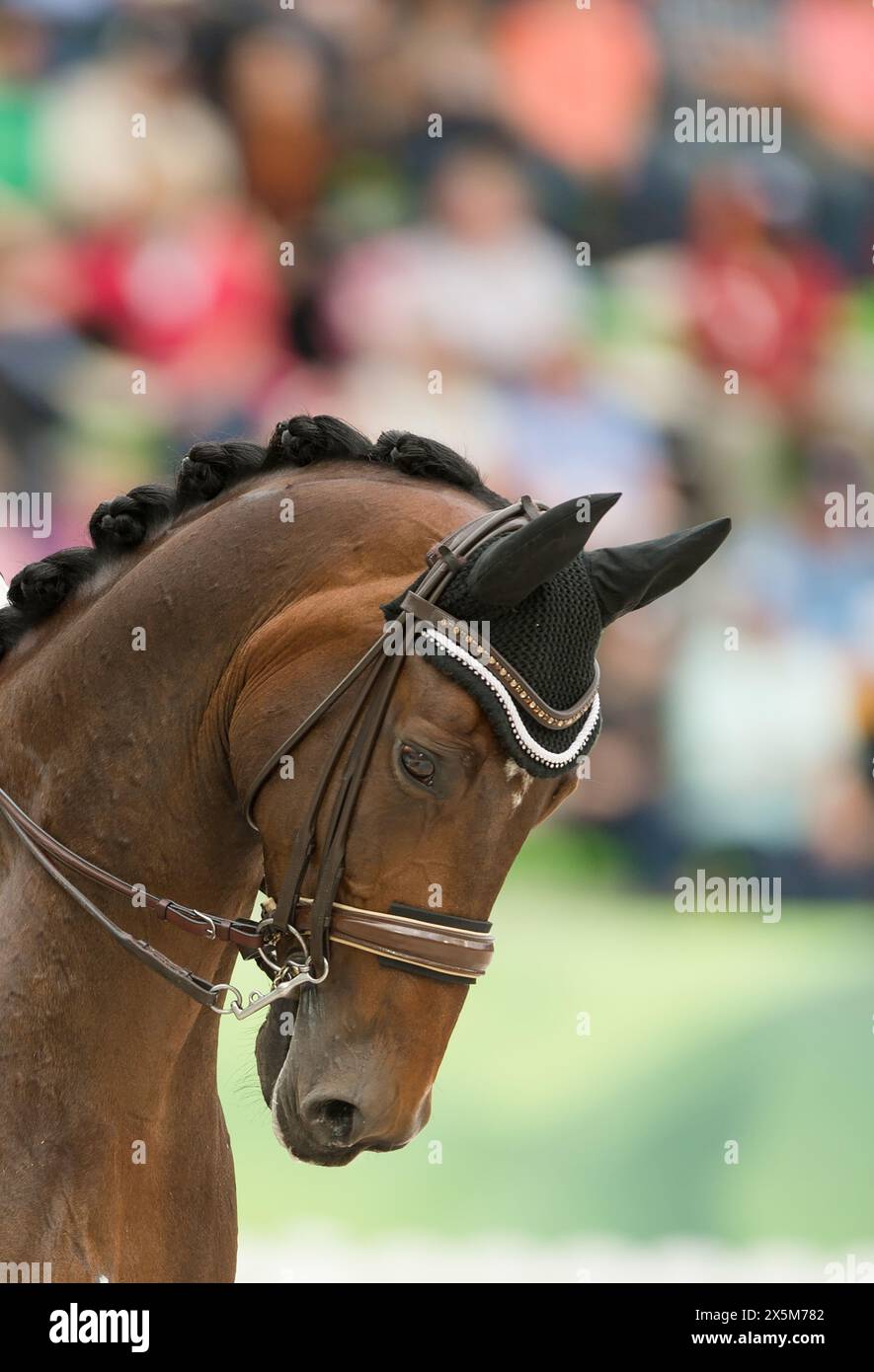 cavallo da dressage della baia con criniera intrecciata in dressage da competizione ring horse sulla punta indossando doppie briglie in pelle con copriorecchie a doppia coda Foto Stock