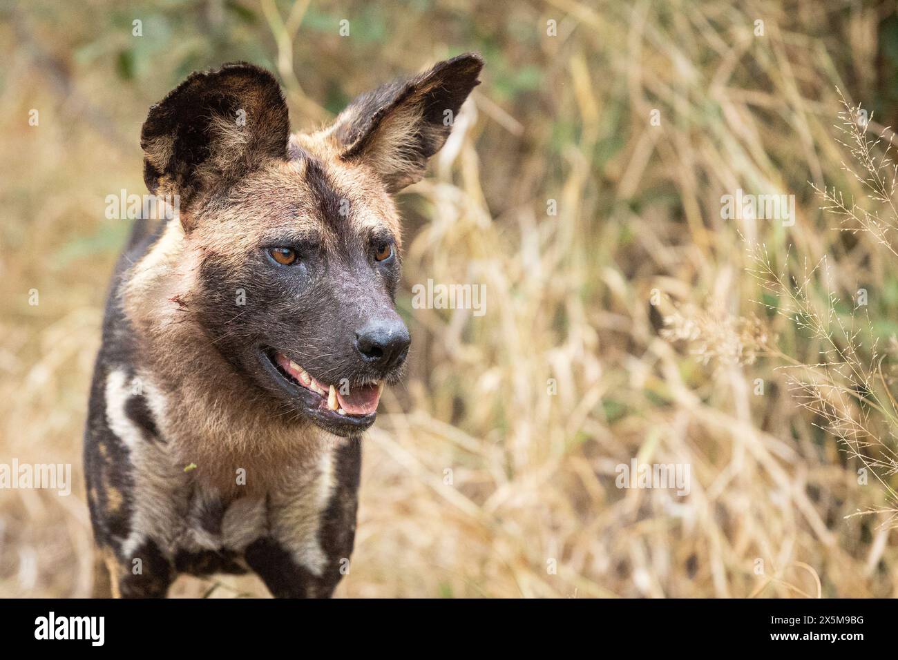 Un profilo laterale di un cane selvatico, Lycaon pictus. Foto Stock