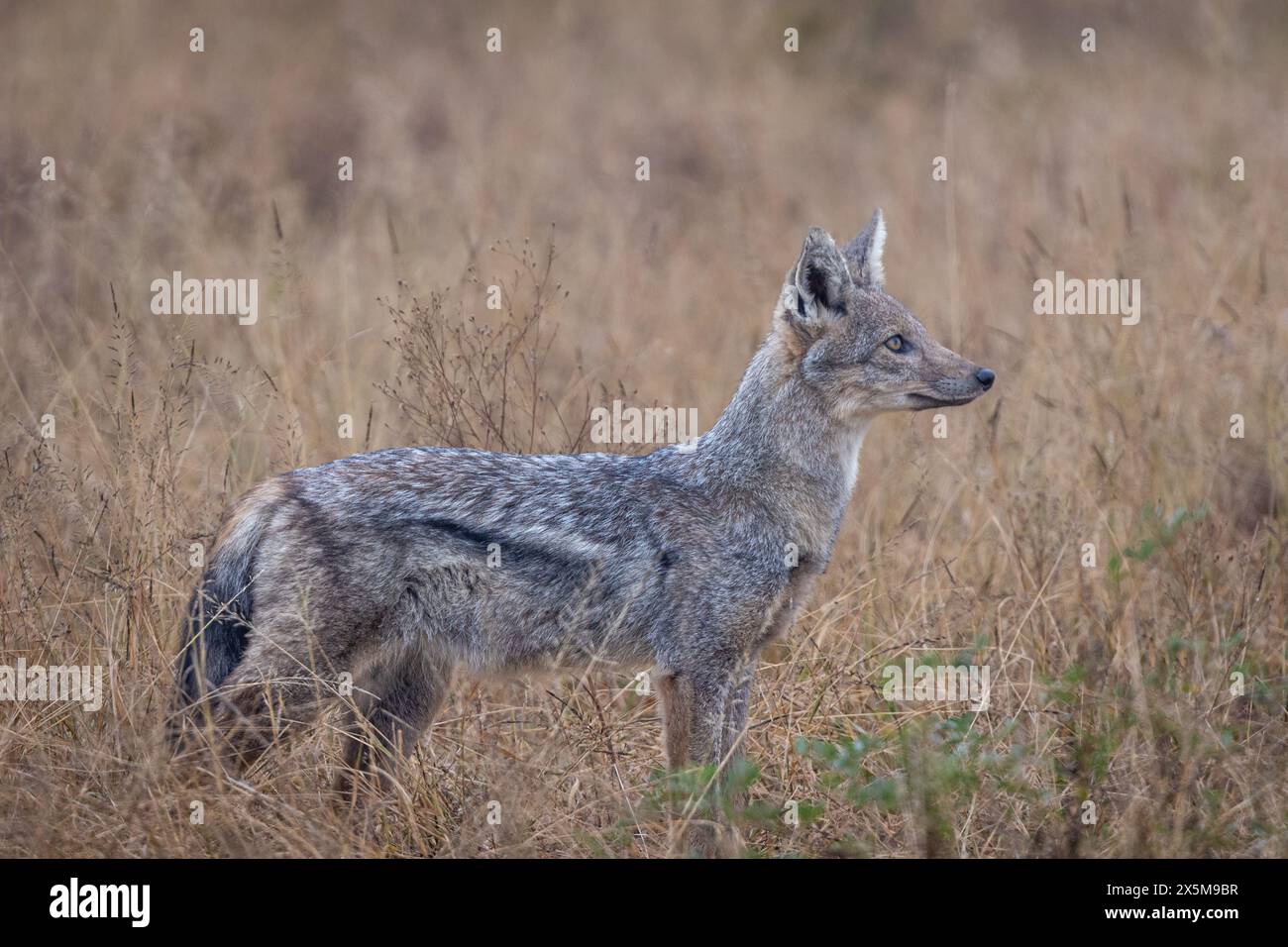 Uno sciacallo a strisce laterali, Canis adustus, in piedi in erba, profilo laterale. Foto Stock