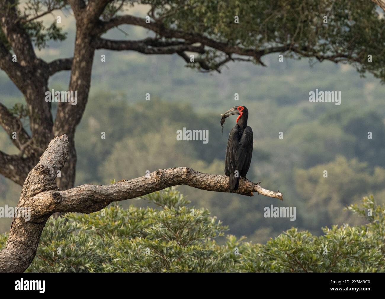 Un carpino macinato, Bucorvus leadbeateri, arroccato su un albero, che si nutre di un camaleonte. Foto Stock