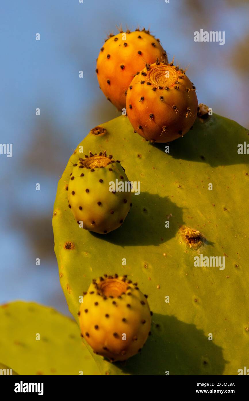 Frutti di fico d'India gialli su foglie di cactus verde. La vibrante bellezza organica della natura Foto Stock
