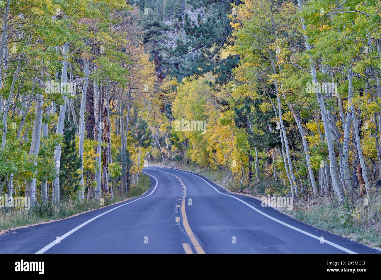 USA, California, June Lake. Aspens in colore autunnale Foto Stock