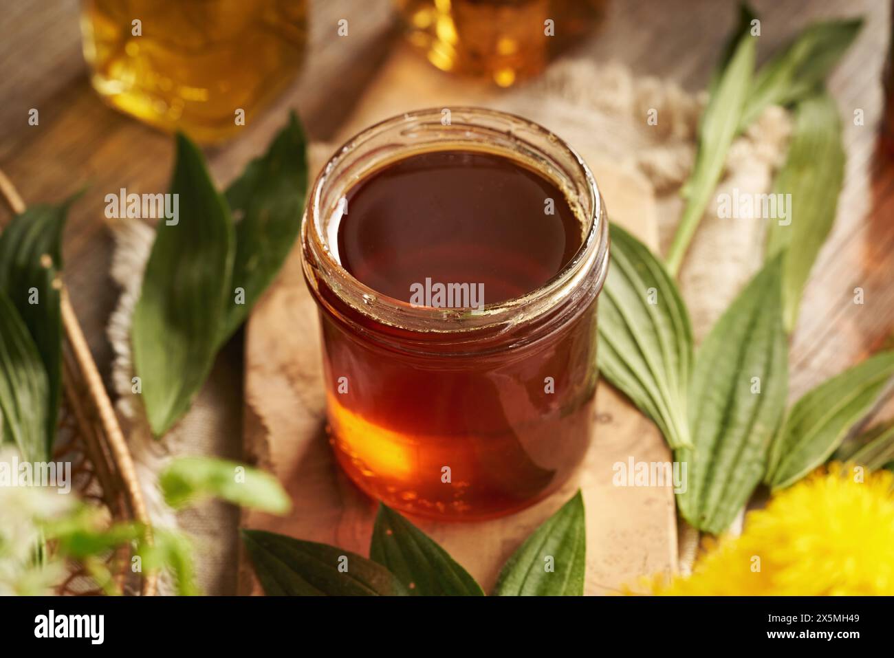 Un vasetto di sciroppo di piantina di ribwort fatto in casa per la tosse con piante fresche su un tavolo Foto Stock