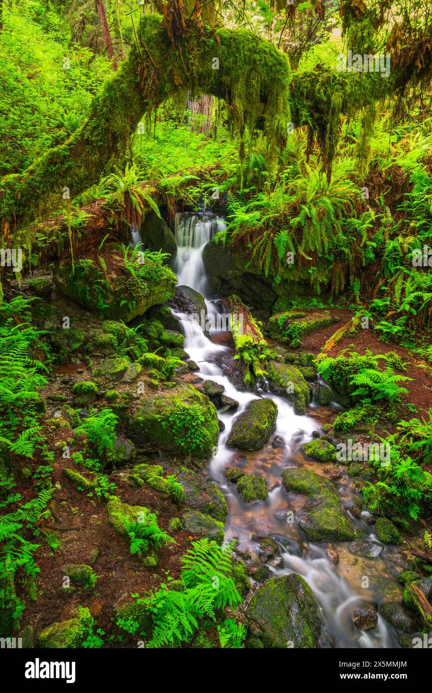 Trillium Falls, Prairie Creek Redwood State Park, California, Stati Uniti Foto Stock