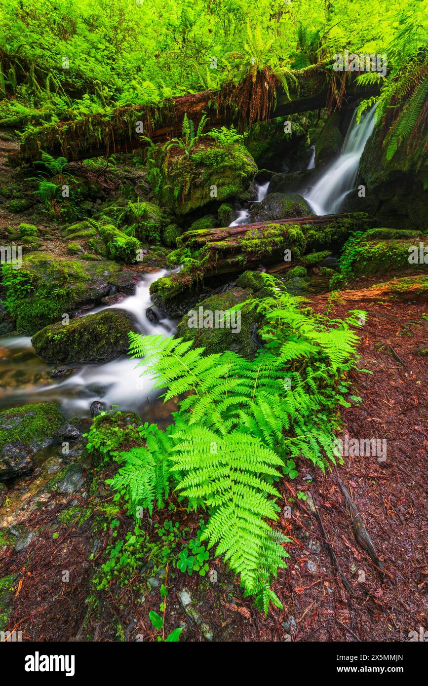 Trillium Falls, Prairie Creek Redwood State Park, California, Stati Uniti Foto Stock