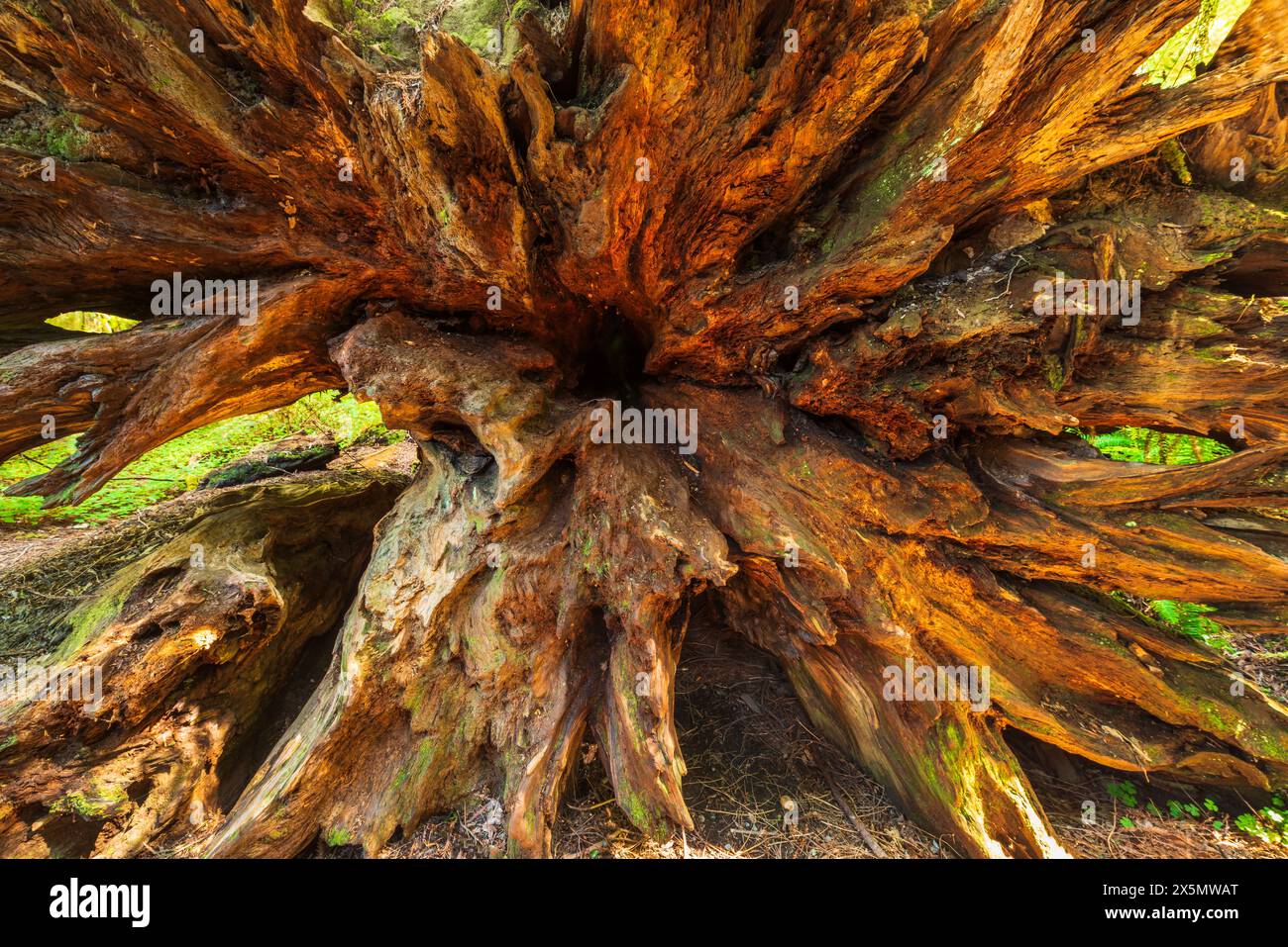 Roots of a Down Coast Redwood State Park, Redwoods State Park, Redwood National Park, California, USA Foto Stock