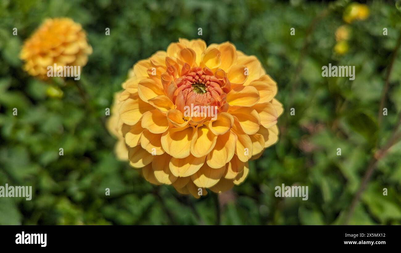 Fiore giallo di dahlia su uno sfondo di foglie verdi nel giardino Foto Stock
