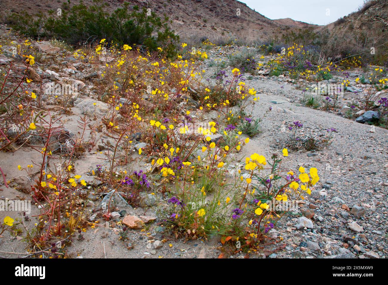 Delicati fiori selvatici primaverili nella Black Eagle Mine Road, California Foto Stock