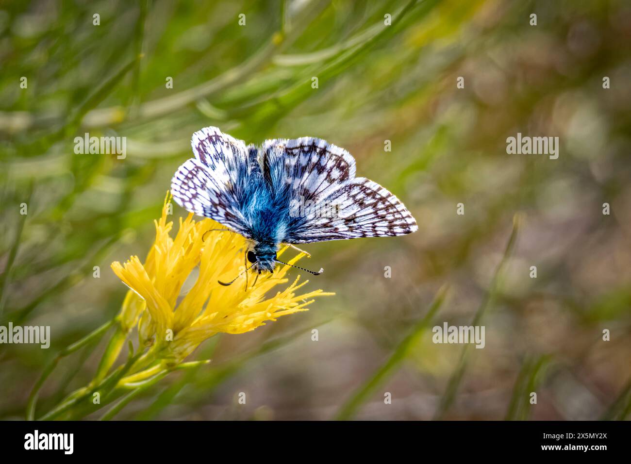 USA, Colorado, Fort Collins. Farfalla comune a scacchi skipper su fiore. Foto Stock