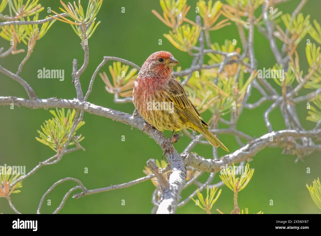 USA, Colorado, Fort Collins. Casa americana maschio finch sul braccio. Foto Stock