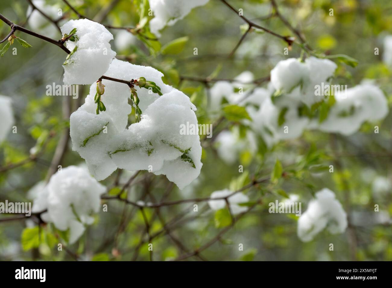 Neve nella foresta primaverile. Improvvisa nevicata in primavera. Condizioni meteorologiche variabili. Scatto freddo brusco. Cambiamento del clima. Foto Stock