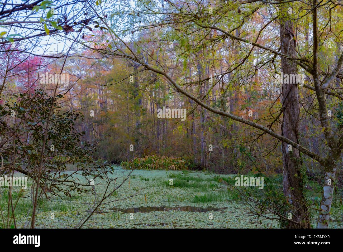 Immagine paesaggistica del fogliame autunnale al Corkscrew Swamp Sanctuary. Foto Stock