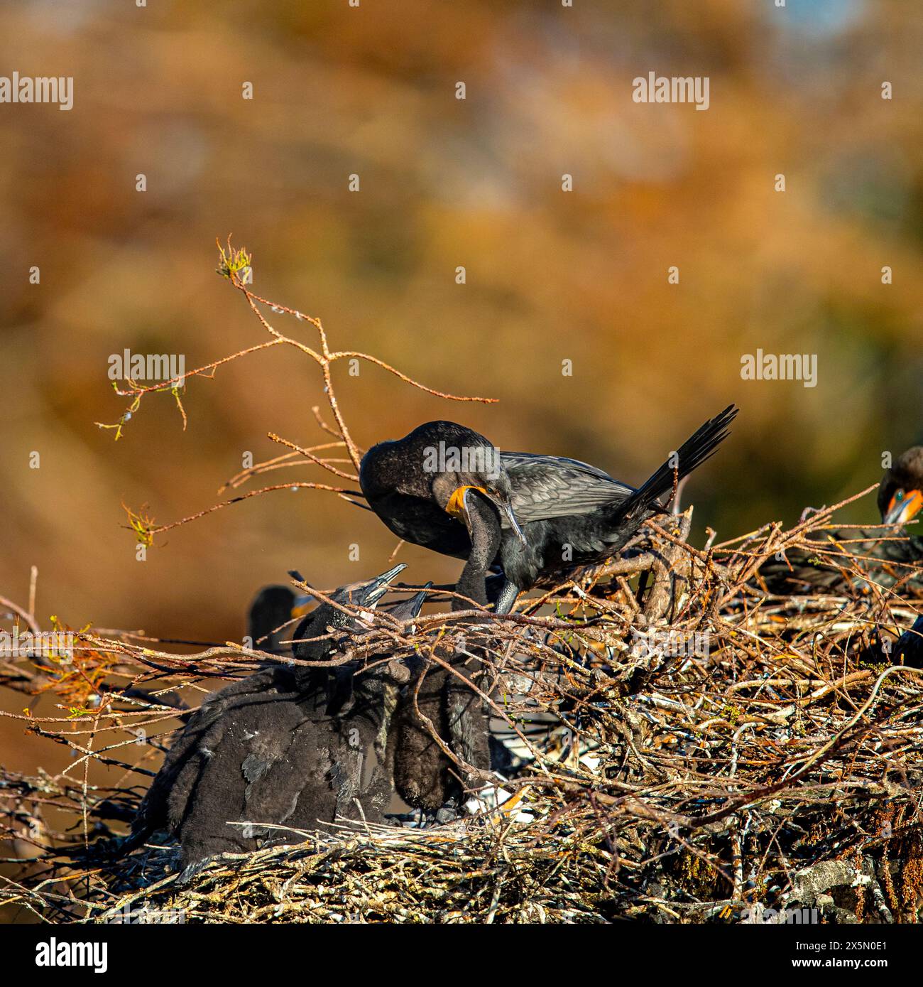 Un cormorano adulto a doppia cresta permette ai suoi piccoli di cercare in gola qualsiasi pesce da mangiare. Foto Stock