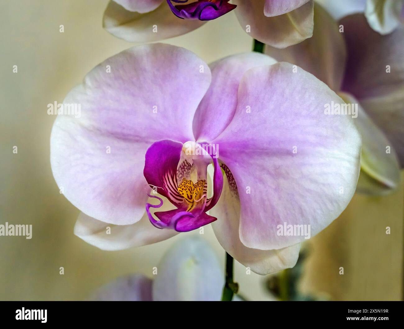 Orchidee di falena Pink White Butterfly, Miami, Florida. Foto Stock