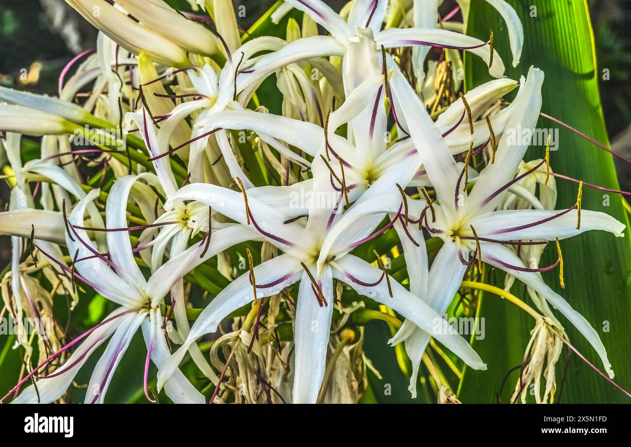 White Spider Crinum Lily Flowers, Waikiki, Honolulu, Hawaii. Foto Stock