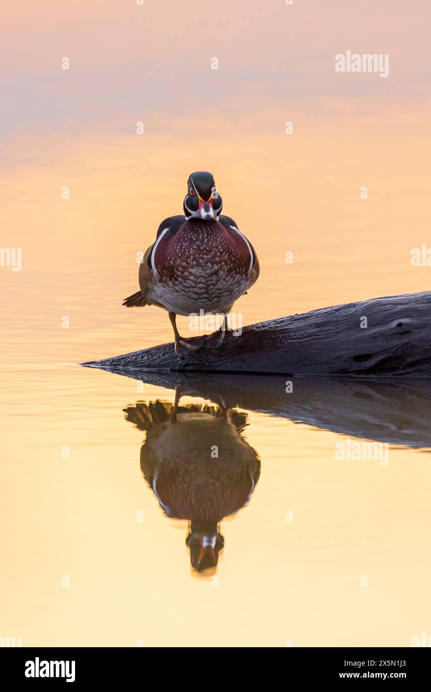 Wood Duck (Aix sponsa) maschio su tronco all'alba nella zona umida, Marion County, Illinois. Foto Stock Wood Duck (Aix sponsa) maschio su tronco all'alba nella zona umida, Marion County, Illinois. Foto Stock
