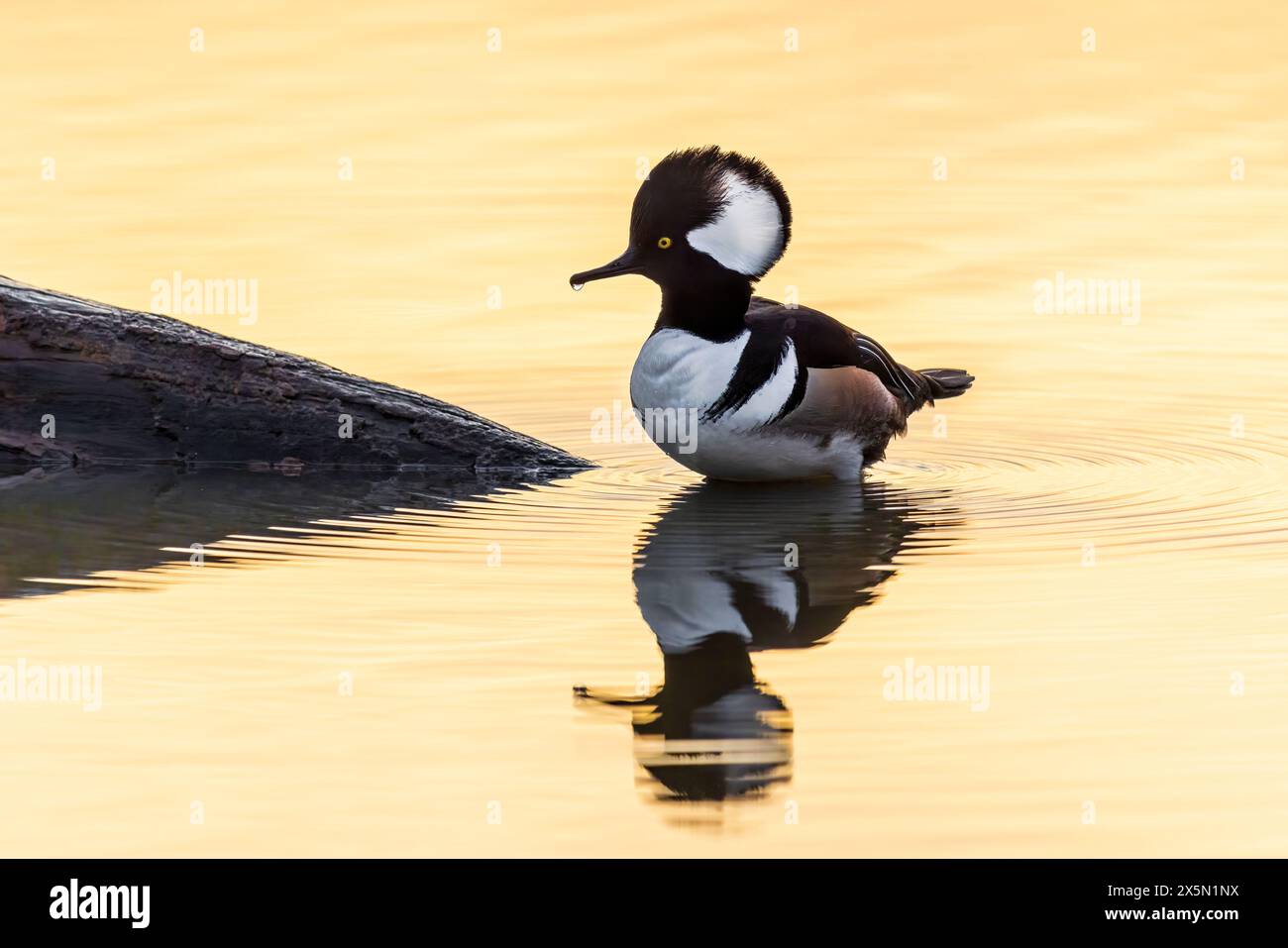 Hooded Merganser (Lophodytes cucullatus) maschio nella zona umida all'alba, Marion County, Illinois. Foto Stock Hooded Merganser (Lophodytes cucullatus) maschio nella zona umida all'alba, Marion County, Illinois. Foto Stock