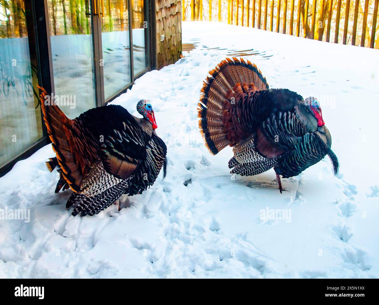 USA, Minnesota, Mendota Heights. tacchino selvaggio, due maschi che si esibiscono su Snowy Deck Foto Stock