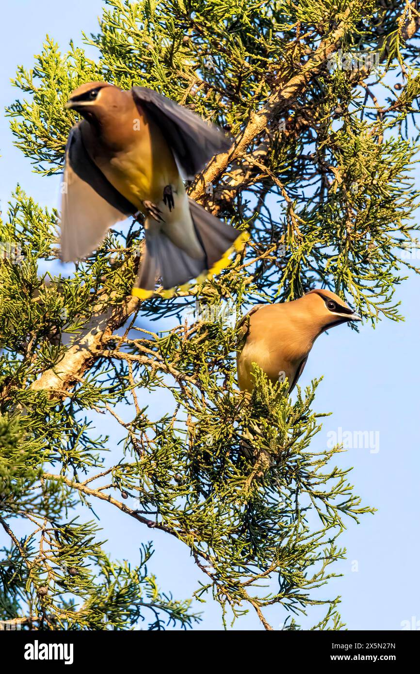 Bellissime ali di cera di cedro arroccate su un albero, che riposano per un lungo viaggio verso nord in primavera. Foto Stock