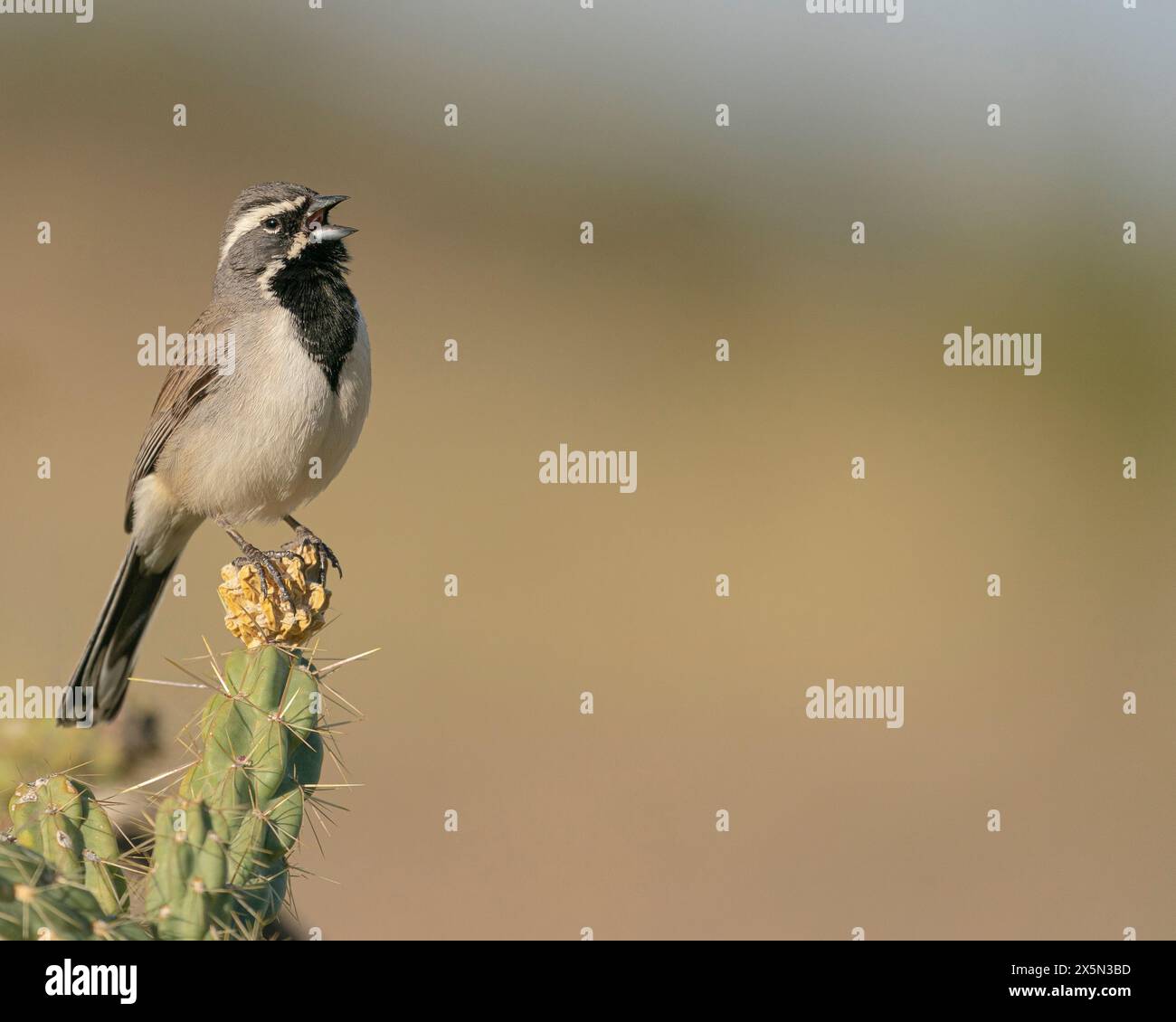 Passero nero che canta, Embudito Canyon Trail, New Mexico Foto Stock